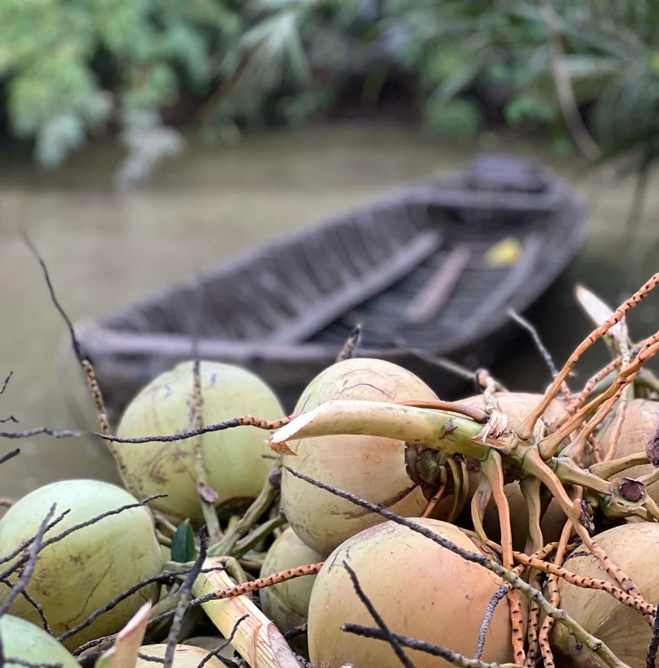 Freshly harvested coconuts at a local community project